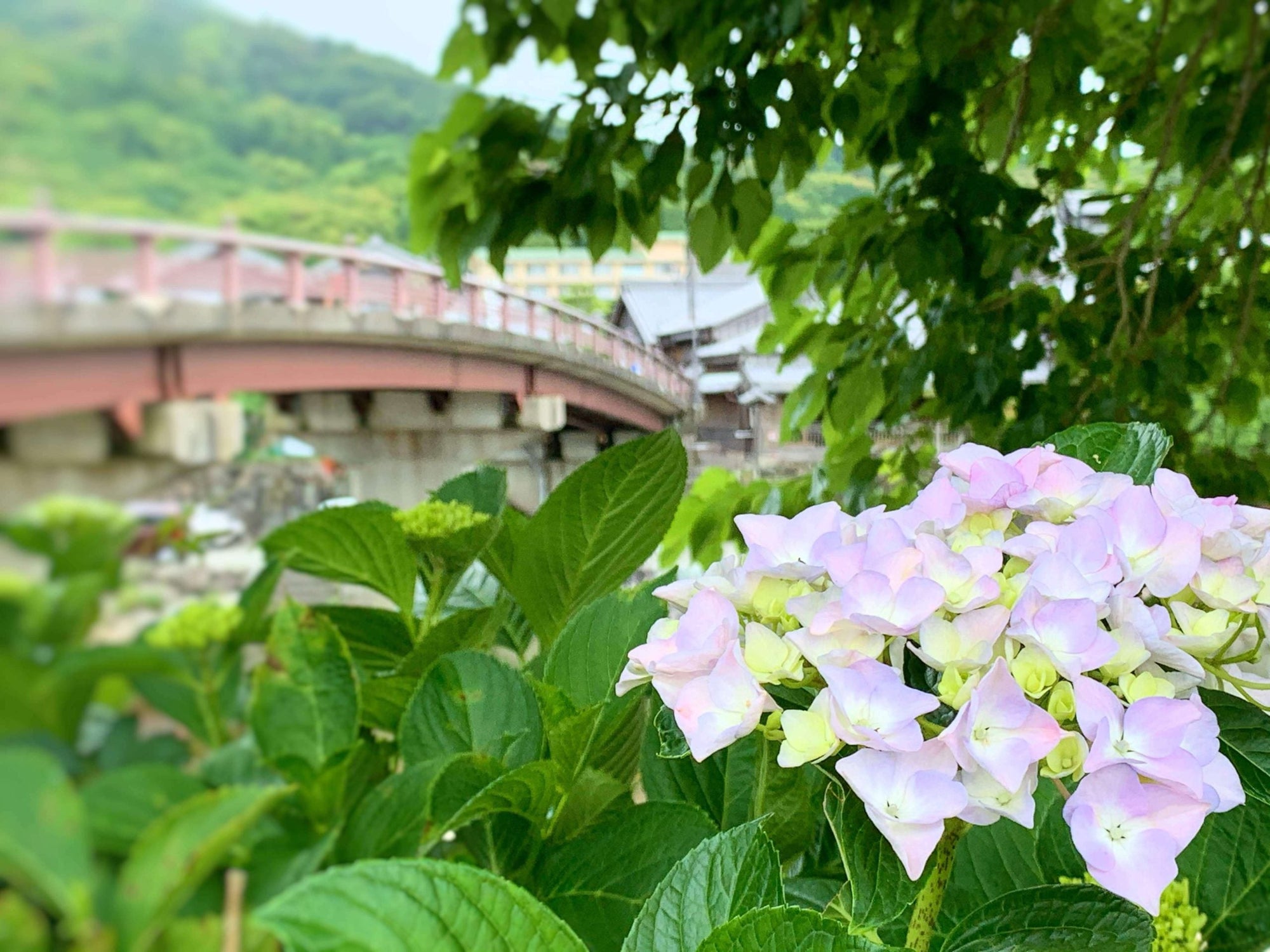 ◇緊急事態宣言が解除された伊勢へ。目に映る光景は変わらず美しかったです。