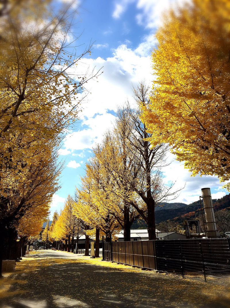 ◇12月今年最後の朔日参りへ。今年の振り返り、そして新しい年のことなど。