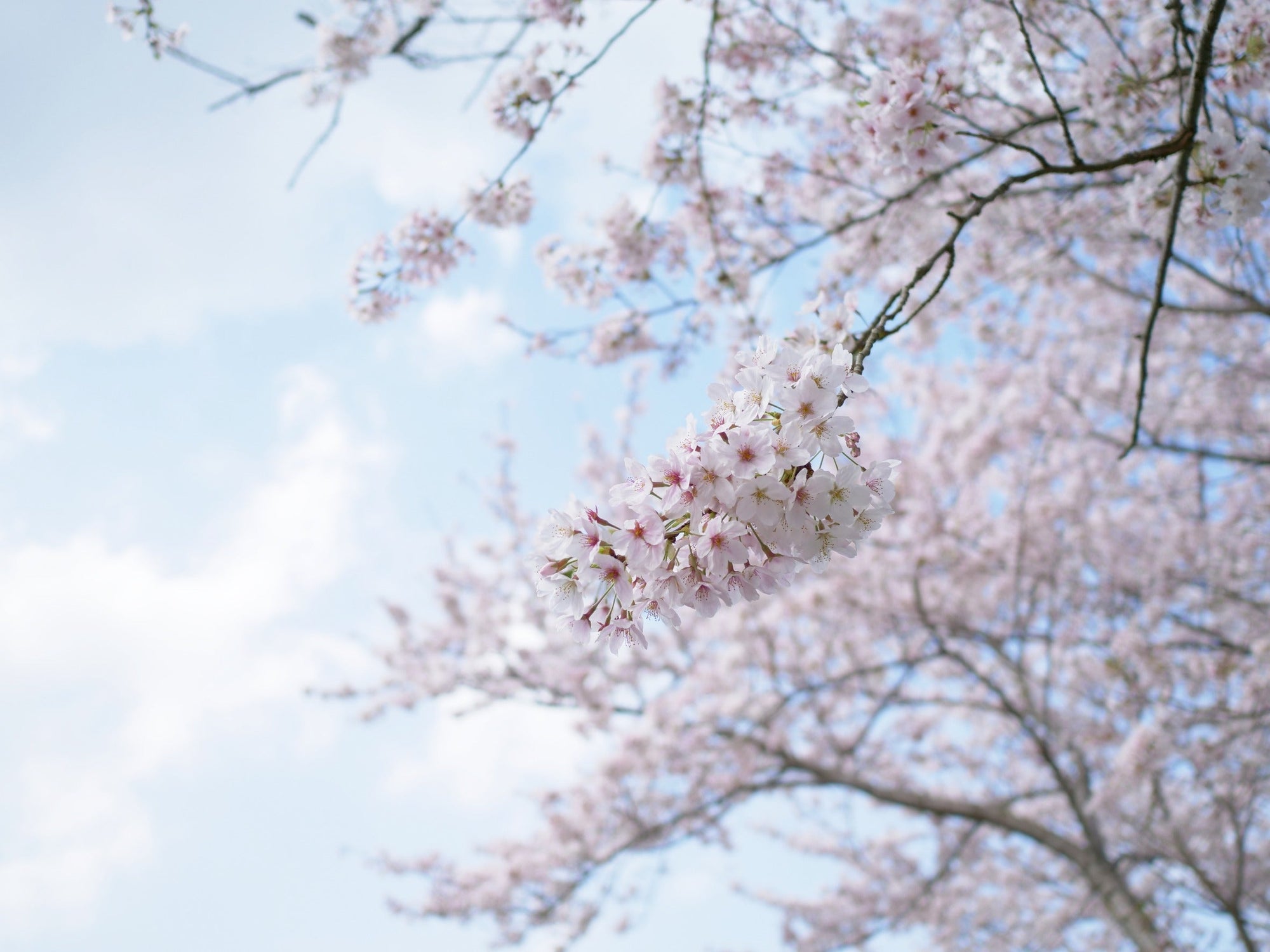 伊勢五十鈴川の桜
